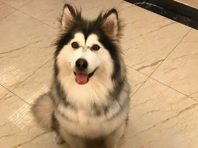 饲养阿拉斯加犬的注意事项,饲养阿拉斯加