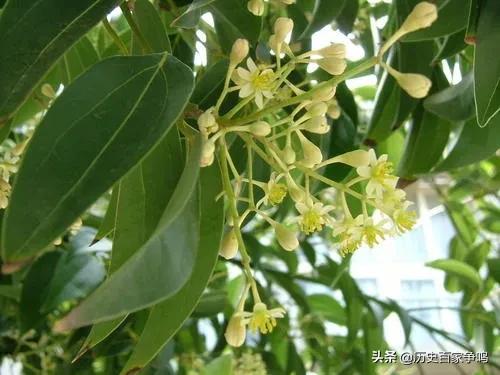 中秋说月亮,中秋嫦娥玉兔的描写