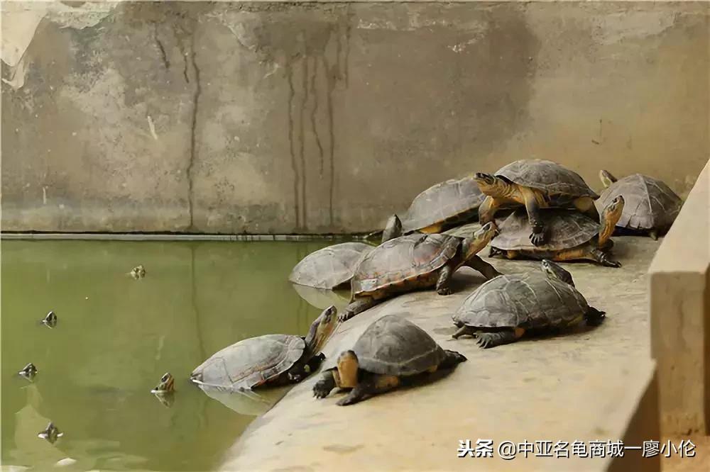 中国养殖市场,中国养殖的发展及现状