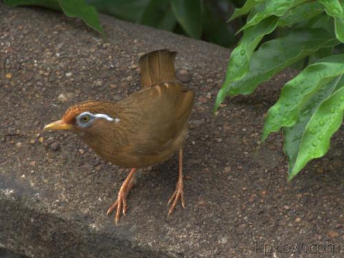 画眉鸟回巢叫,画眉鸟出笼的正确方法