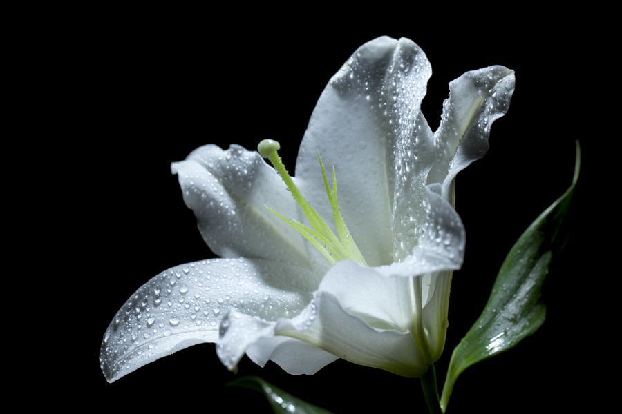 盘点世界各国国花你最喜欢哪种,世界各国国花大全及寓意图片