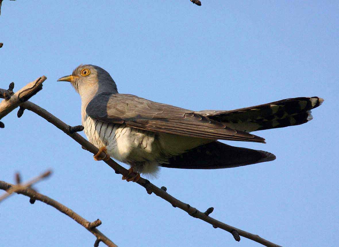 杜鹃鸟蛋被其它鸟扔出窝里,当鸟类发现巢里有杜鹃蛋