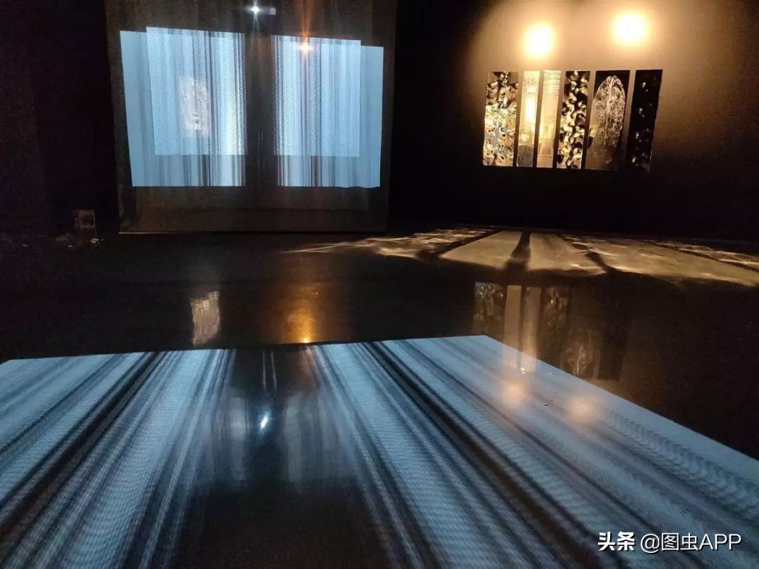 图虫opensealab摄影,图虫看动物世界系列