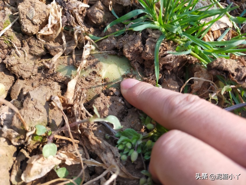 椹搩钖潚澶村彲椋熷悧,闈掑ご椹搩钖湁姣掑悧