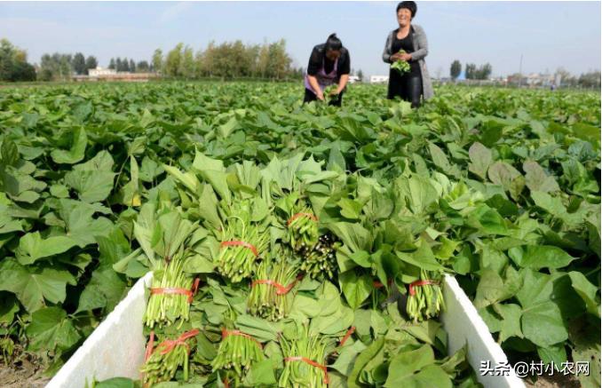 2021农村创业养殖有什么好项目,2020年农村种养殖创业项目