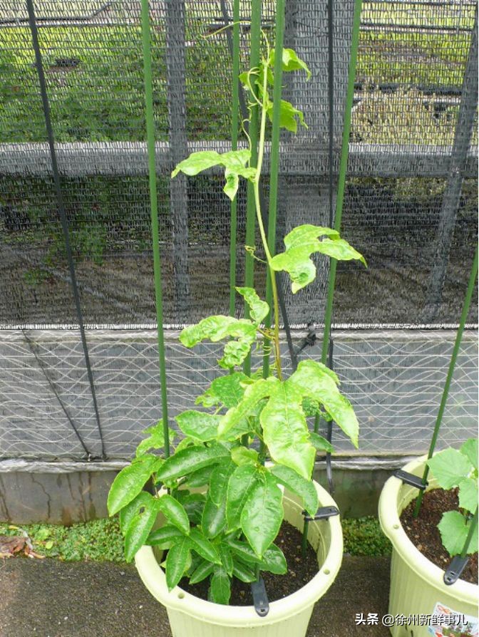 七种水果核别扔,吃完的果核别扔了它们都是宝贝