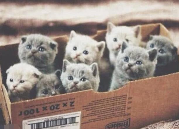 猫能让人复活吗,猫会让人诈尸是真的吗