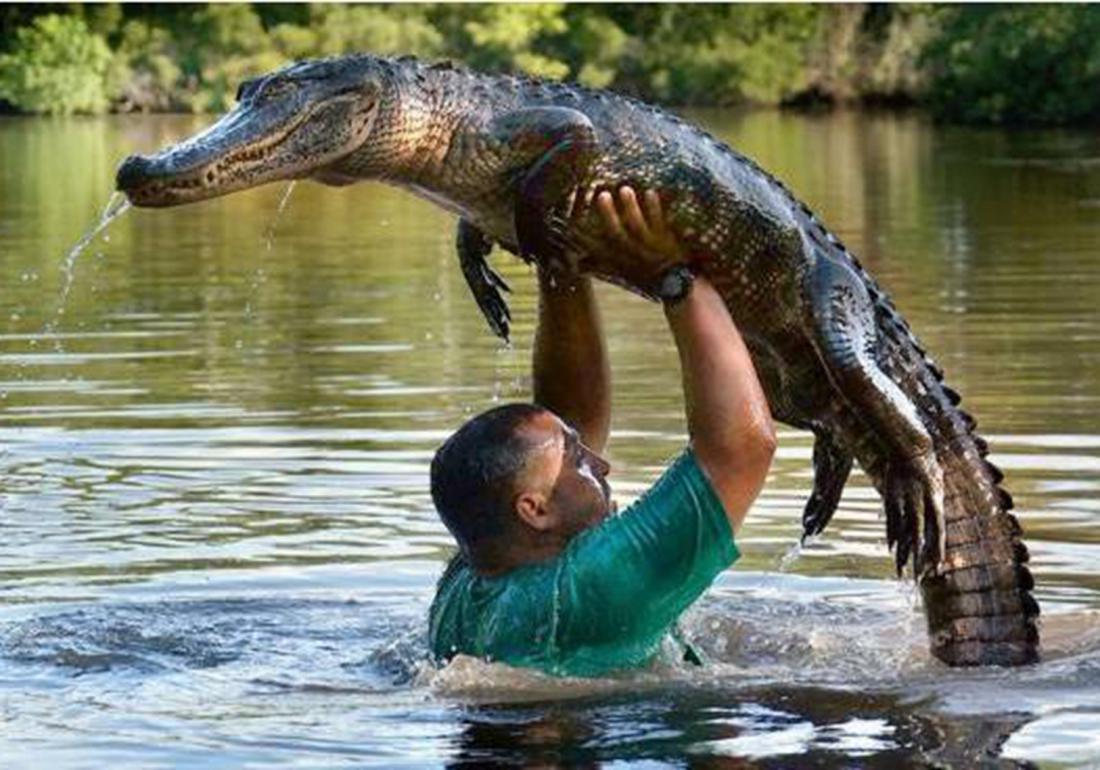 鳄类的养殖与利用,鳄鱼养殖需要注意什么