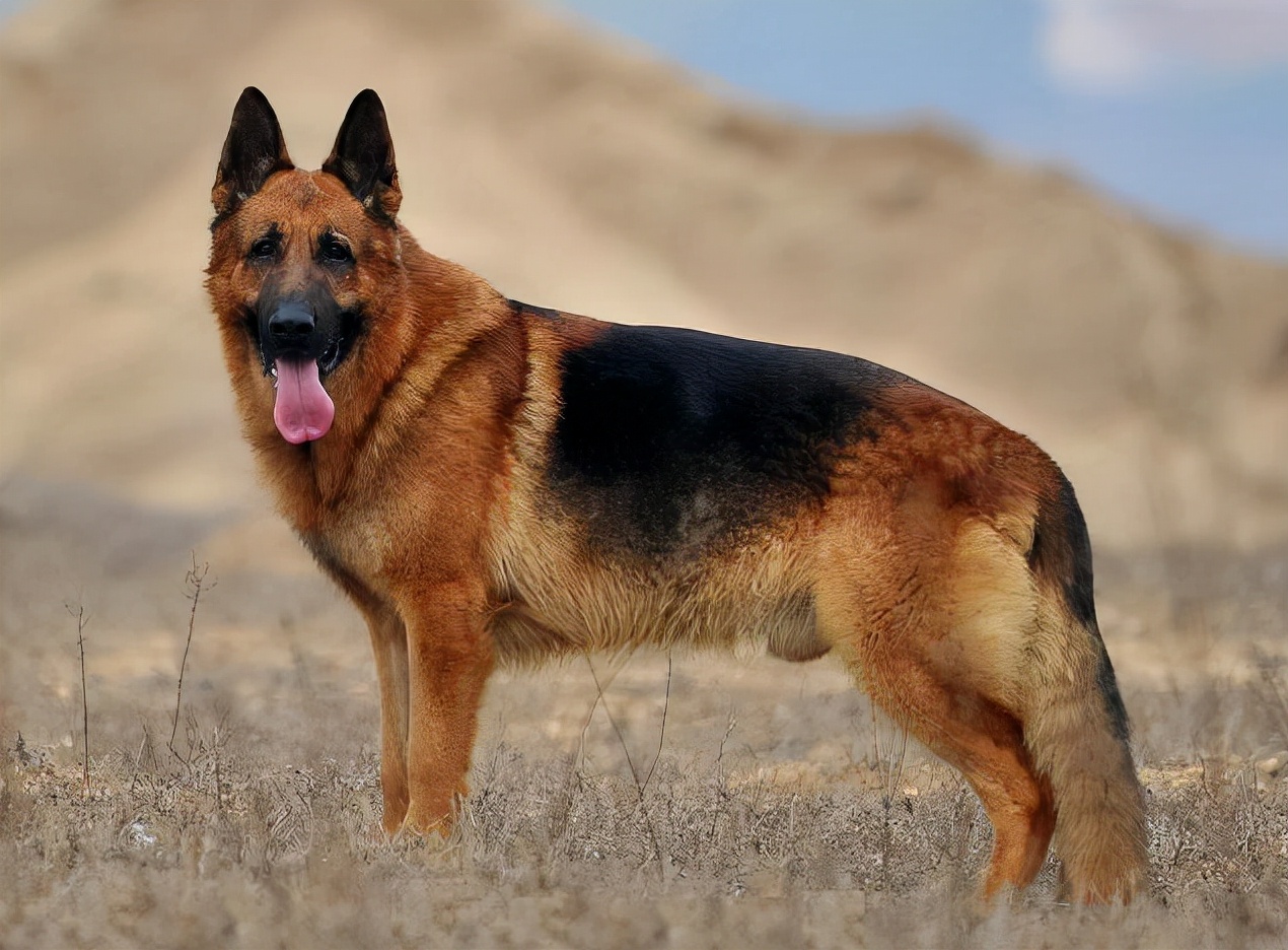 二个月的牧羊犬怎么吃狗粮,成年牧羊犬怎么吃狗粮视频