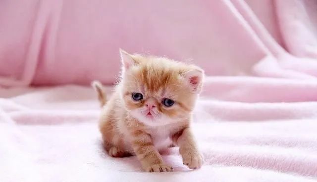 哺乳期小猫拉什么样的便便,哺乳期小猫拉稀怎么办