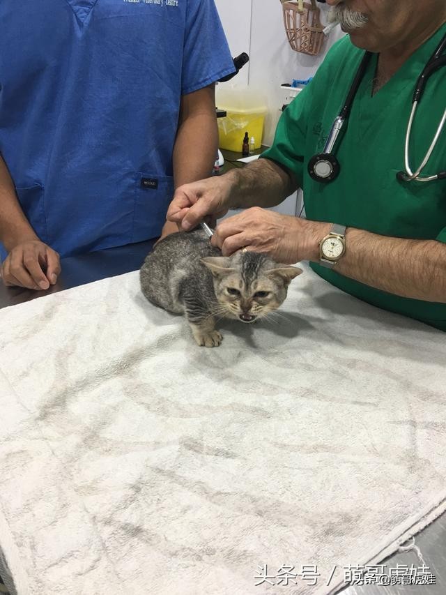 主人带大型犬狗去打针,给家里十几只猫打疫苗