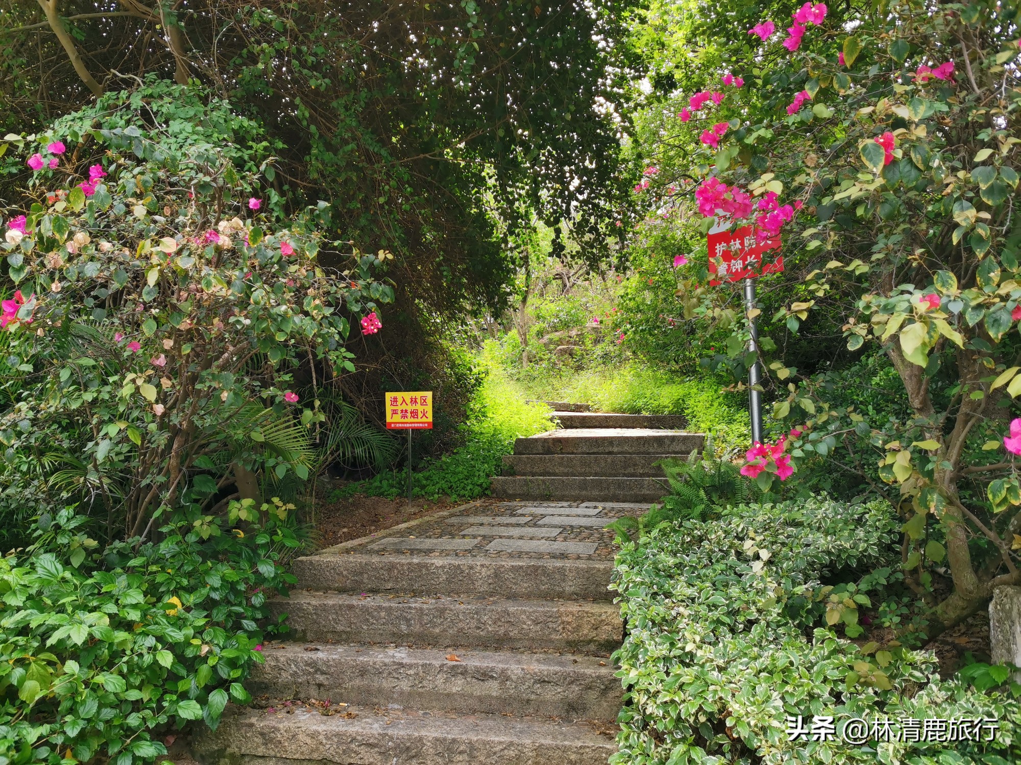鼓浪屿为什么会有钢琴之岛的美誉,中国最美五大城区鼓浪屿