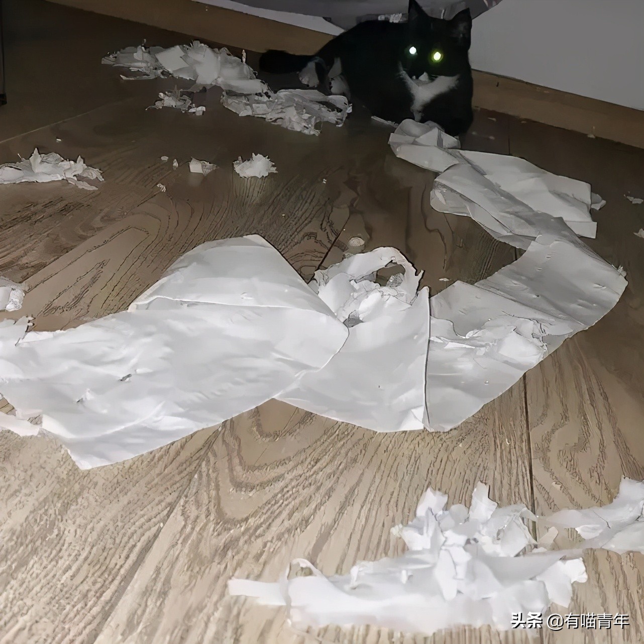 橘猫为什么是魔鬼,橘猫的恐怖之处