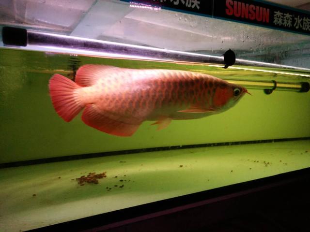 为啥说养鱼养单不养双,观赏鱼是单数好还是双数好穿出好