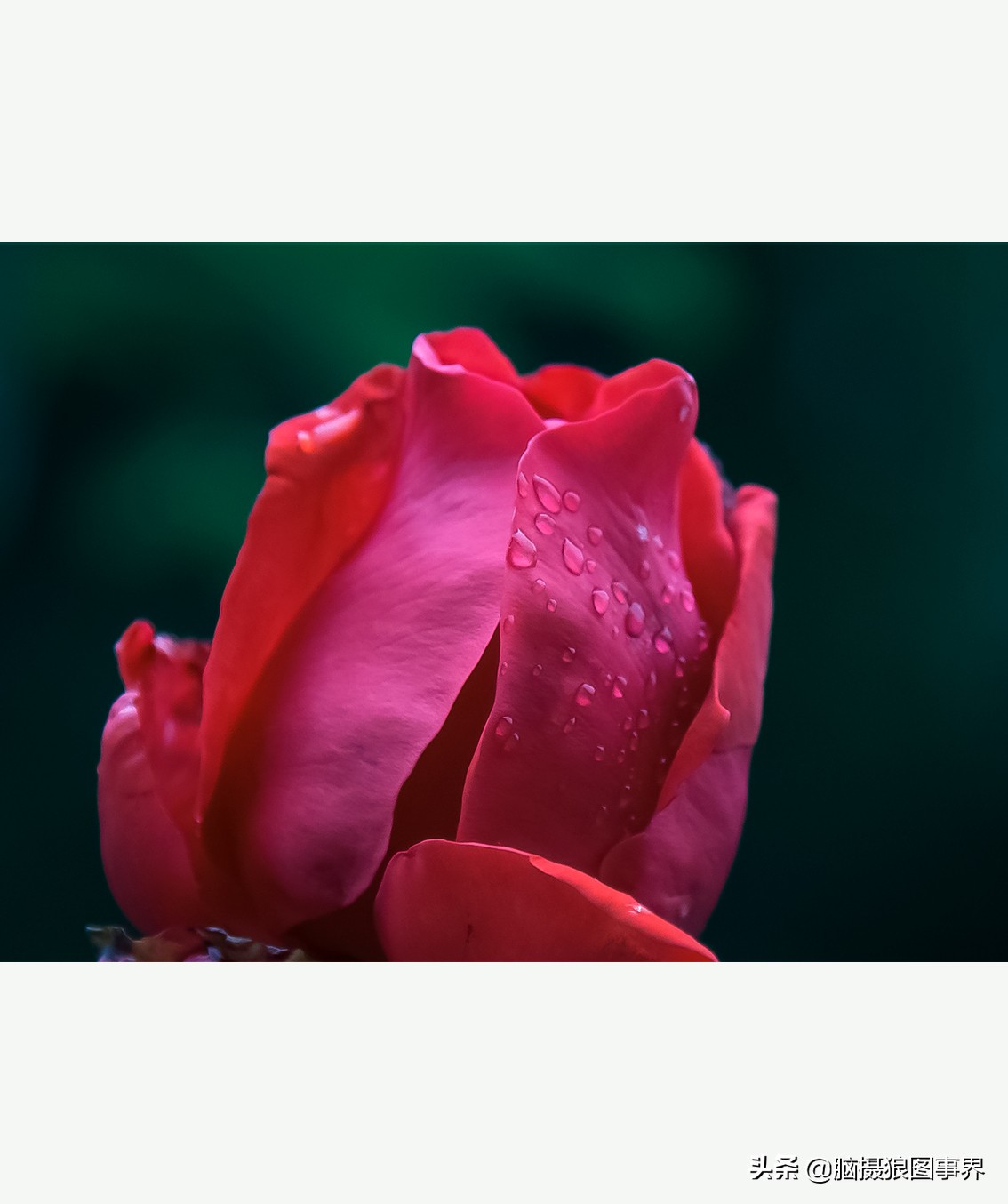 花卉拍摄中,多点对焦与单点对焦哪种更好?为什么主体不清晰?