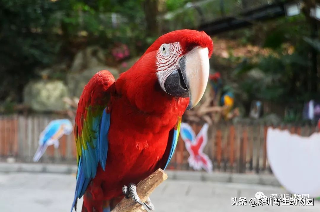 鹦鹉没有热搜吗,什么样的鹦鹉不学话