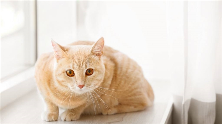 猫咪眼屎多的原因和处理方法,猫咪眼屎特别多