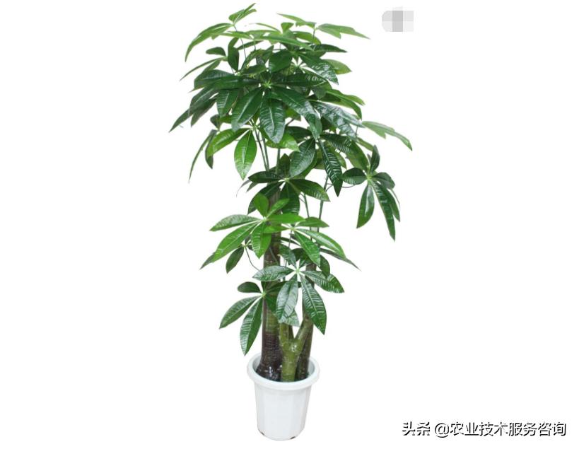 发财树叶片发黄卷曲怎么回事,发财树叶片发黄是怎么回事