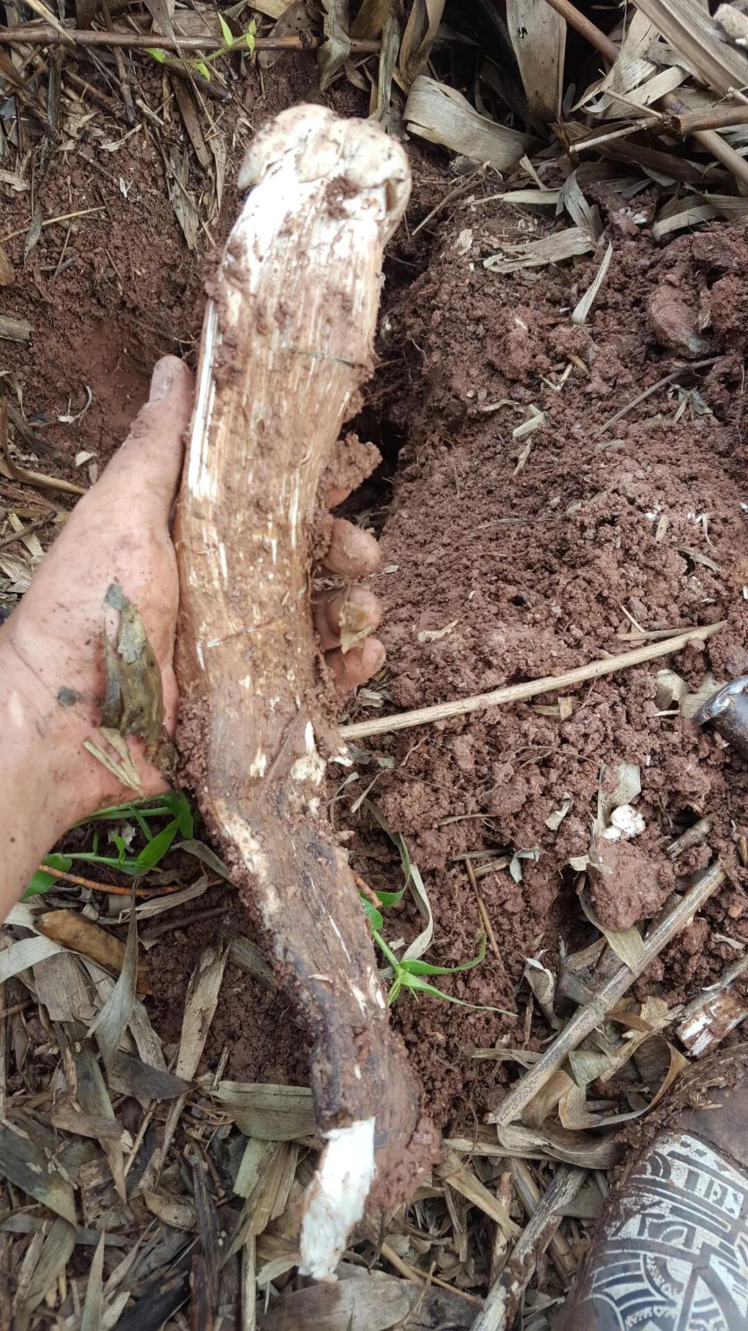 鸡枞菌菇,野生鸡枞
