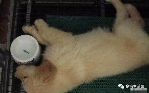 小金毛不会下楼爸爸亲自示范,两个半月的金毛不爱喝水怎么办