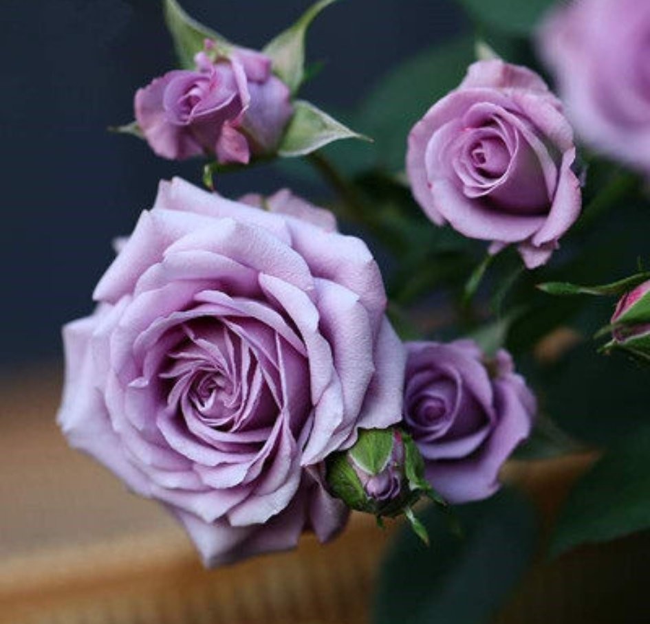 100种月季经典品种,100种经典月季品种