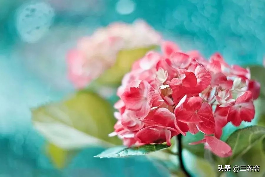 诗词经典赏析咏柳贺知章,咏柳贺知章儿童版古诗讲解