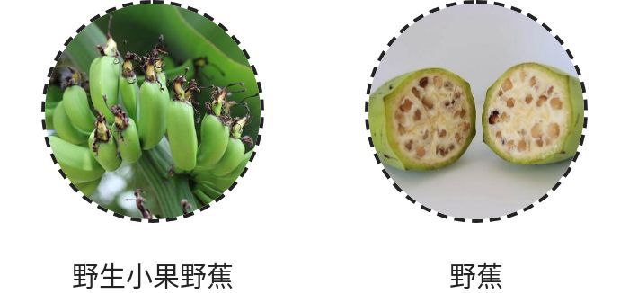 水果为什么特别甜是加了甜味素吗,现在水果这么甜是打了甜蜜素吗