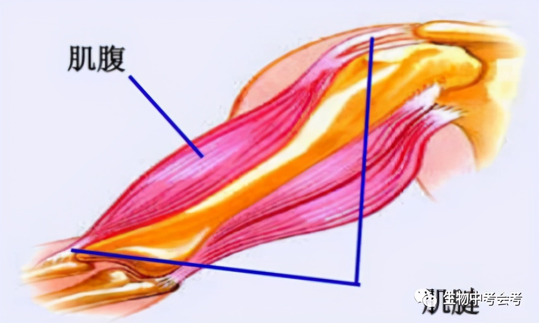 八年级上册生物期末必考的知识点,八年级上册生物性状的遗传知识点
