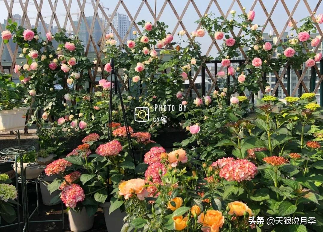 月季花是时候展现真正的技术了 (开春的第一波月季花就这么过去了)