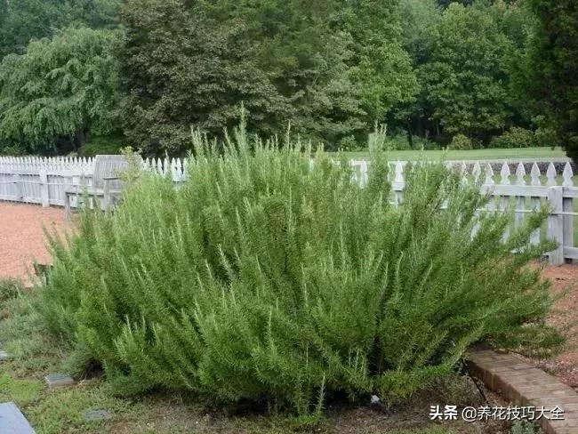 可以驱赶害虫的花卉,盆栽植物防治害虫
