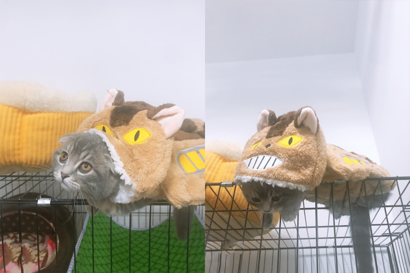 双十一过后又一波笑死人的买家秀,双十一收到的奇葩货