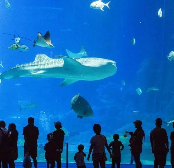 带孩子去长隆旅行攻略,长隆旅游攻略亲子游省钱攻略