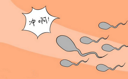 精子质量好不好主要看睾丸吗,精子质量好不好把脉能知道吗