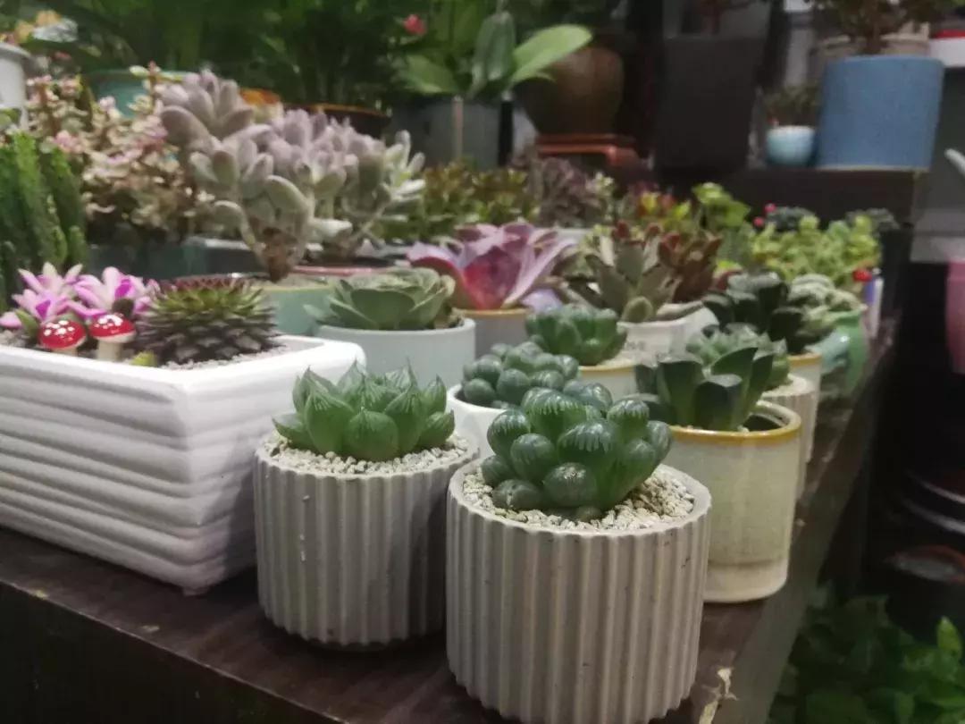 毛利润80%的小生意,开花店一个月能赚5000吗