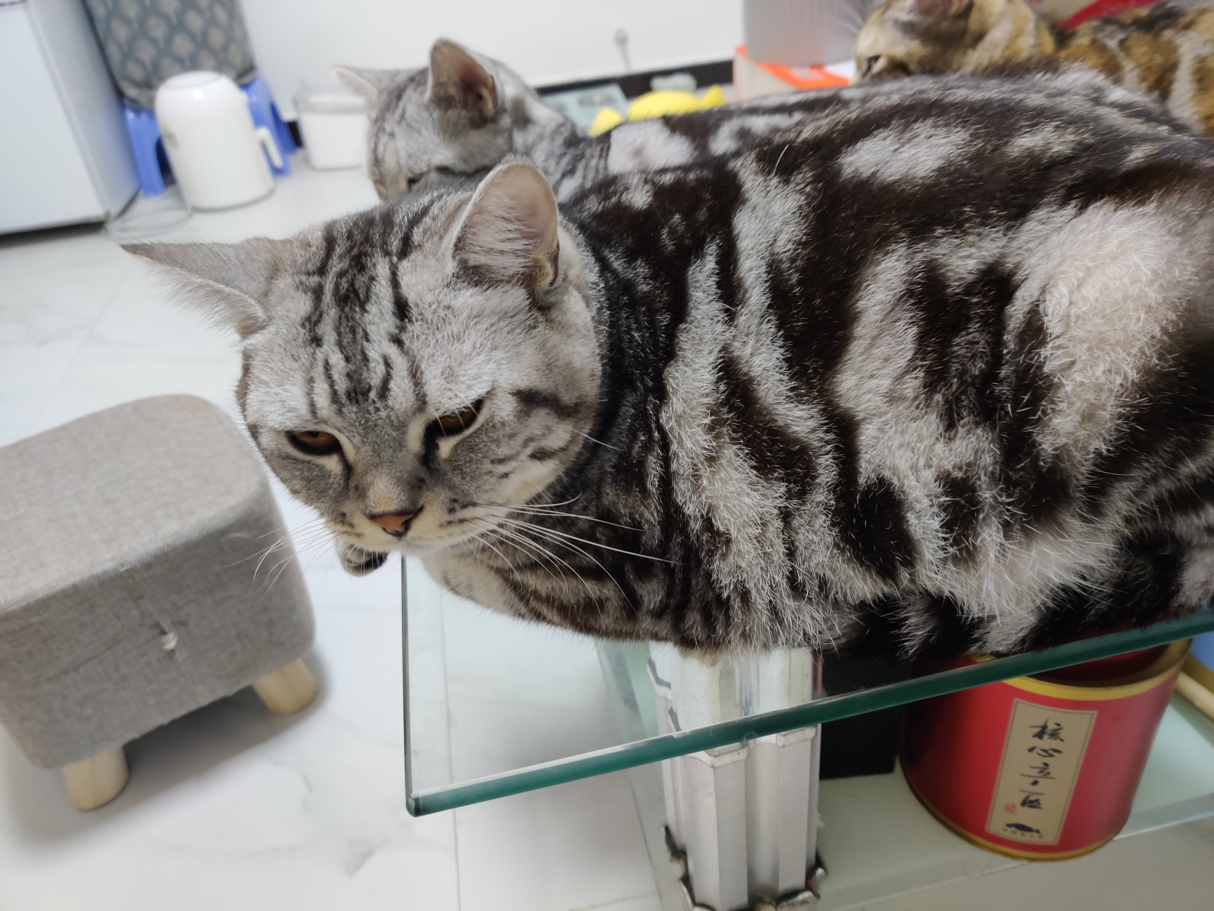 怎么从失去宠物中走出来,宠物死后很伤心怎样走出悲伤