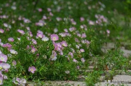 无锡十大免费公园排名榜最新,无锡晚上公园免费景点