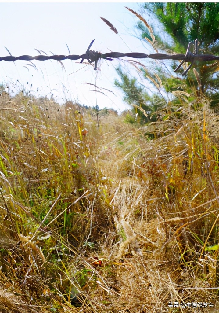 完达山1号在黑龙江哪里出现,完达山1号体型恢复了吗