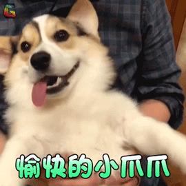 犬阿狄森病临床表现,狗狗得了阿狄森病的原因