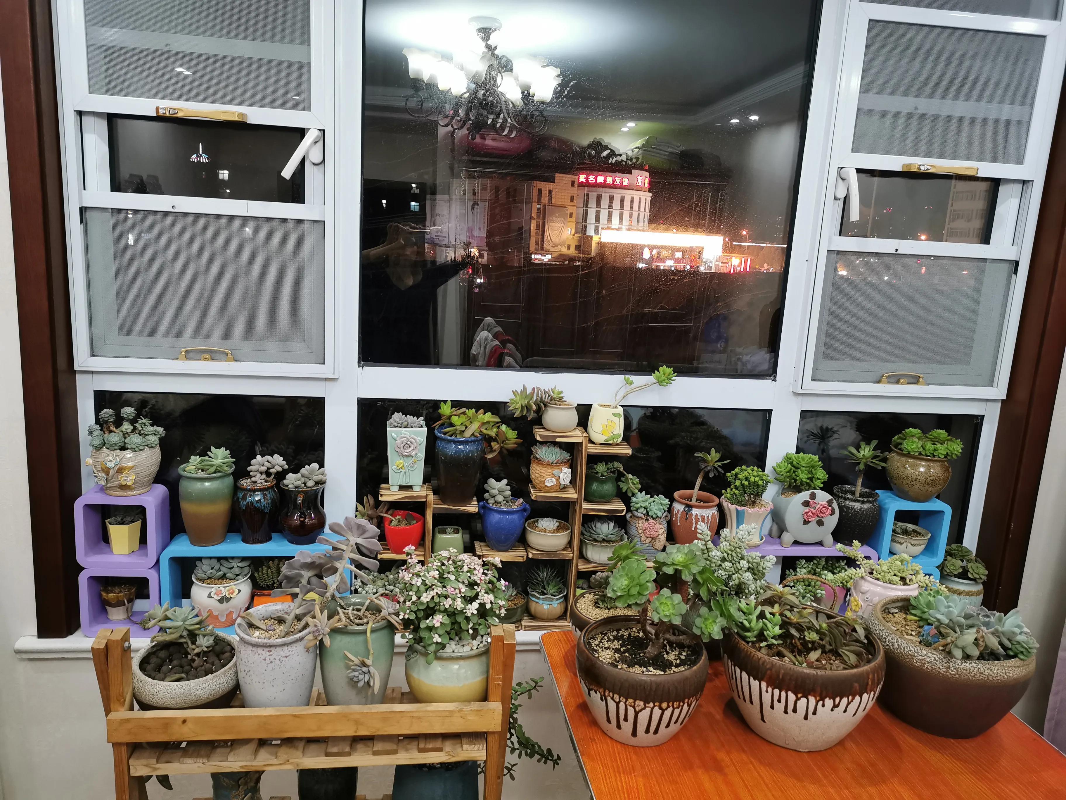 桃蛋徒长了还能恢复吗,桃蛋徒长叶片间距大怎么办