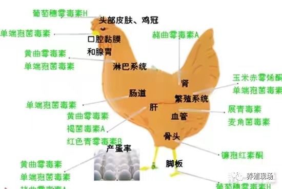 霉菌毒素对禽的危害,禽霉菌病怎么治疗