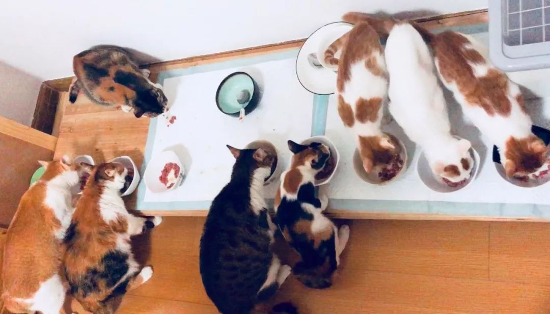 德国进口猫咪罐头,德国小李子猫咪主食罐头测评