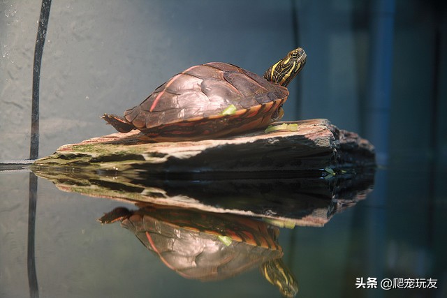 小草龟在晒台不下水,家里的龟一直不爬晒台晒背