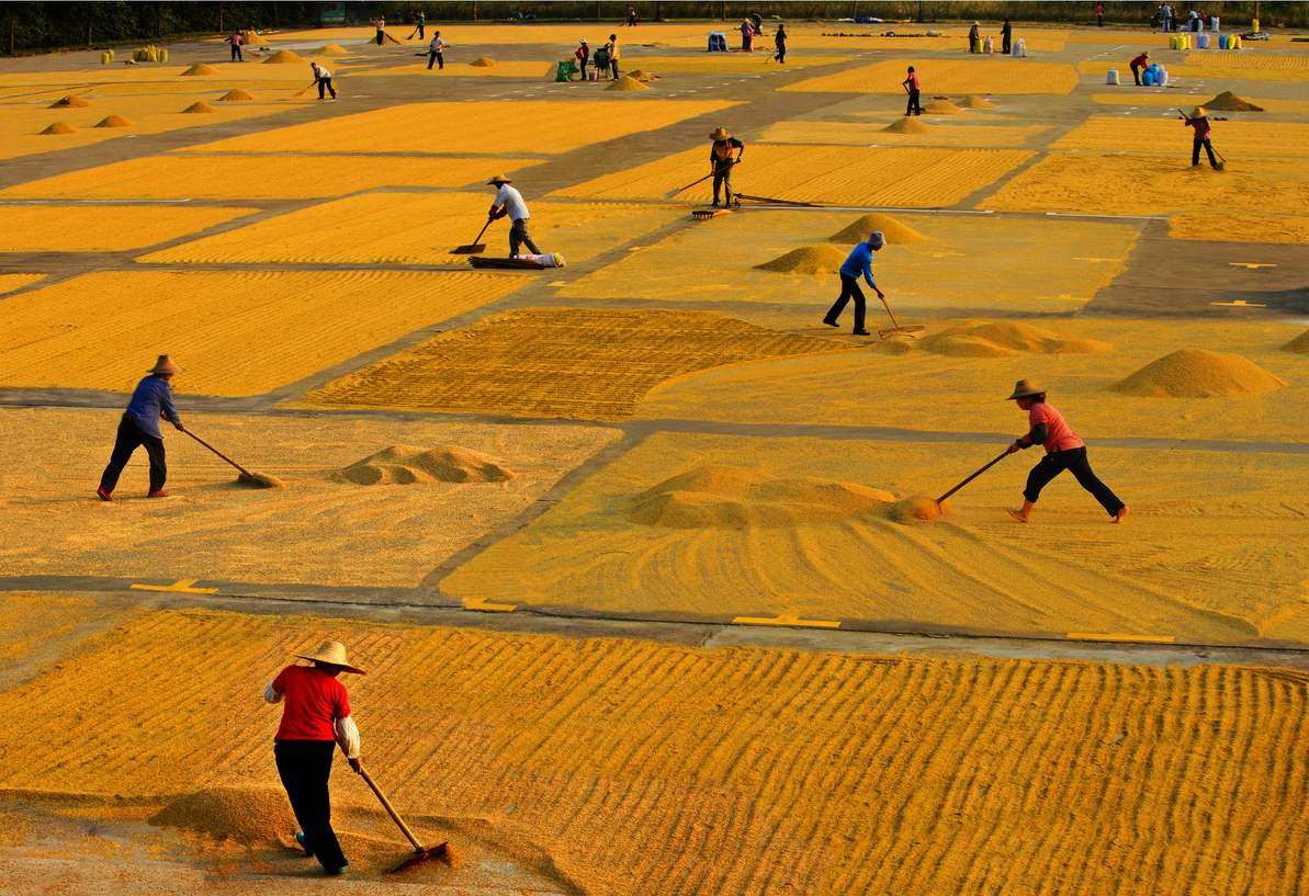 今日进口小麦一斤价格表,进口小麦多少钱一吨2019