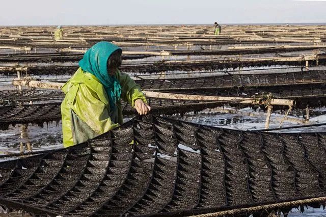 海苔和紫菜到底啥区别,紫菜和海苔的区别大全