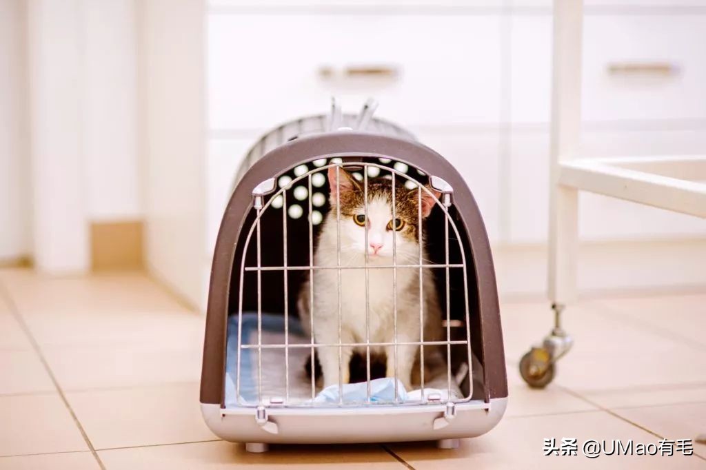 小猫咪托运怎样才最安全,如何托运小猫咪