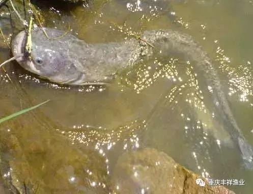 大口鲶鱼人工养殖技术,湖南省大口鲶养殖大户