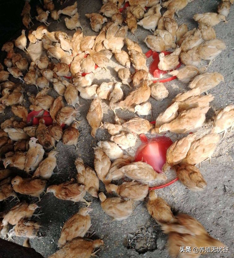 鸡群养鸡的营养,养鸡课堂鸡群呼吸道的发展过程