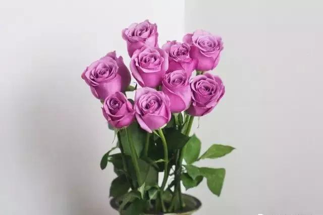 一万年一次的2020520;一起认识100种玫瑰~别送错啊