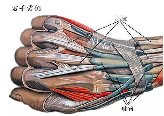 桡骨茎突腱鞘炎会误诊么,腱鞘炎容易与什么病误诊