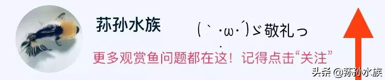 地图鱼常见病有什么,地图鱼常见病